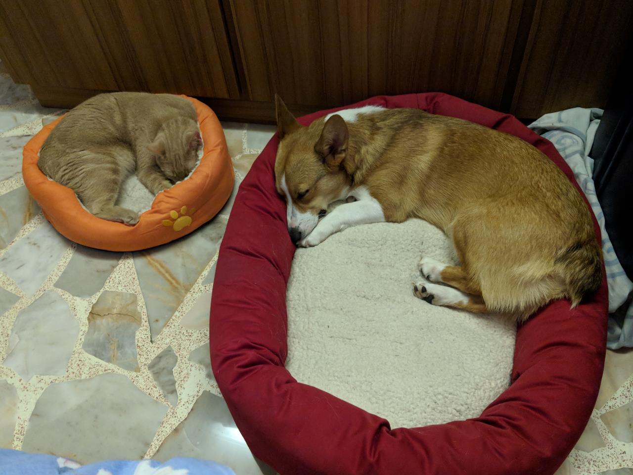 dog and cat relocate to Singapore