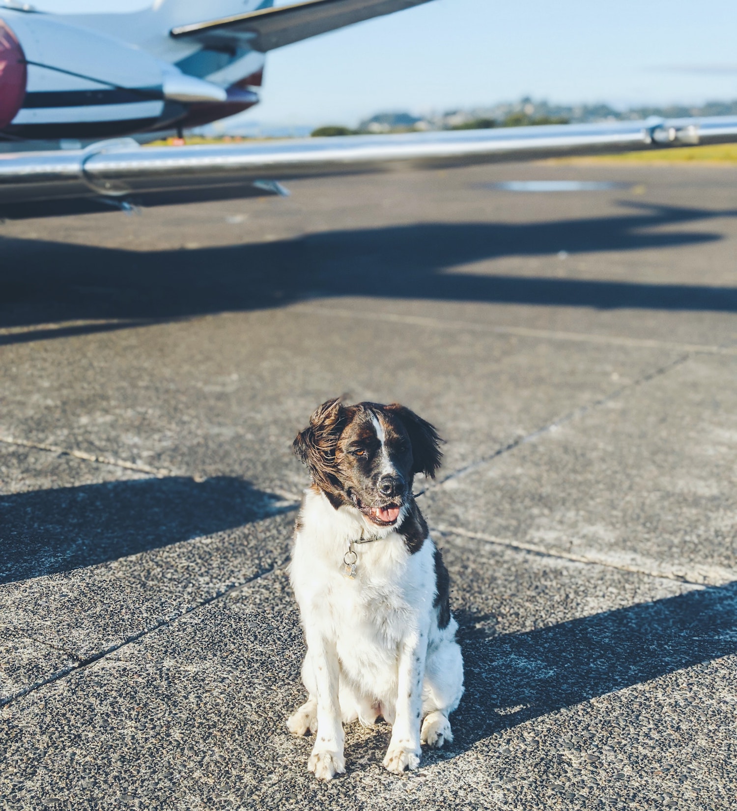 dog travels as via manifest cargo 