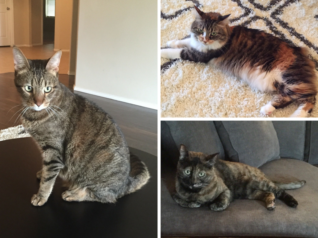 Transporting Cats Across the US - Mahal, Matto and Penny