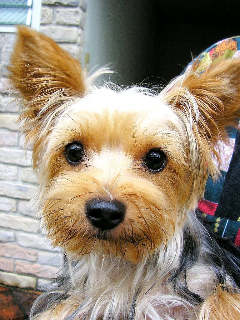 Relocating Yorkshire Terrier to Germany 
