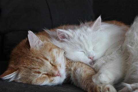 Two cats cuddling