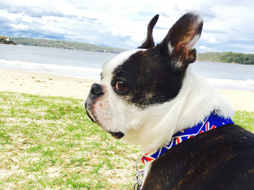 Australia Dog Transport Bringing & Importing Dogs to Australia