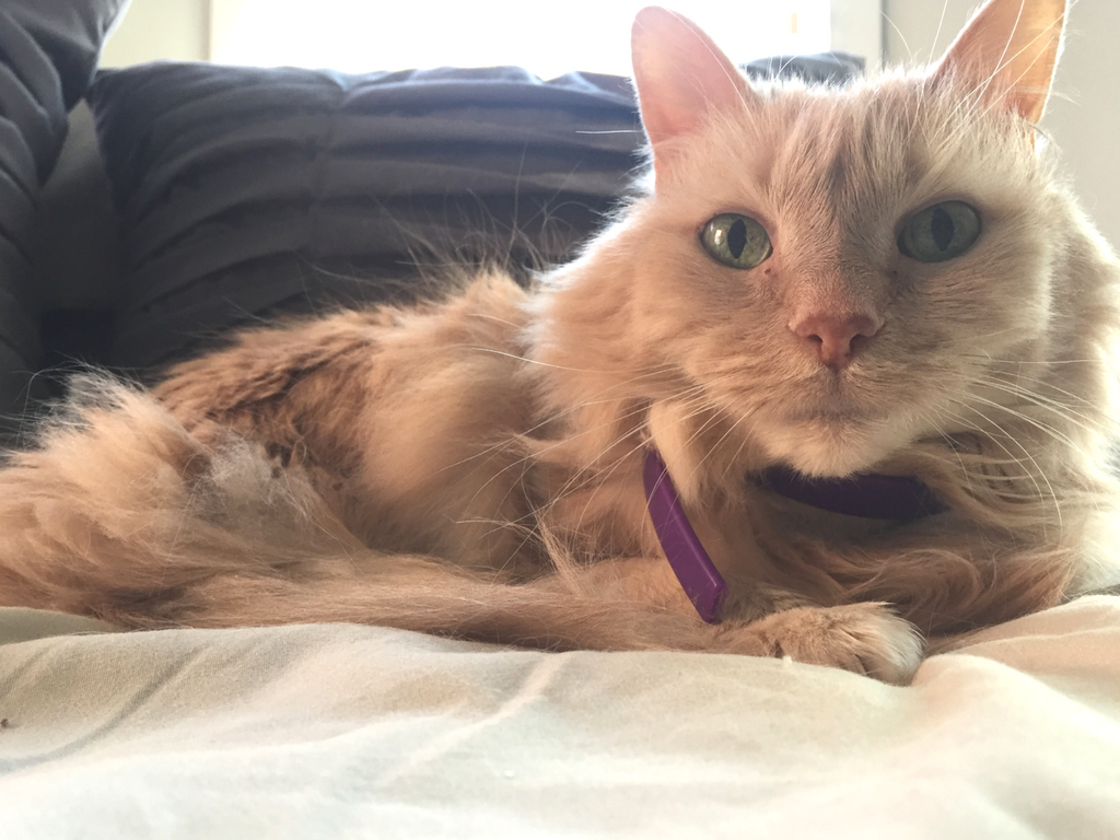 China Cat Transport Bringing and Importing Cats to China PetRelocation