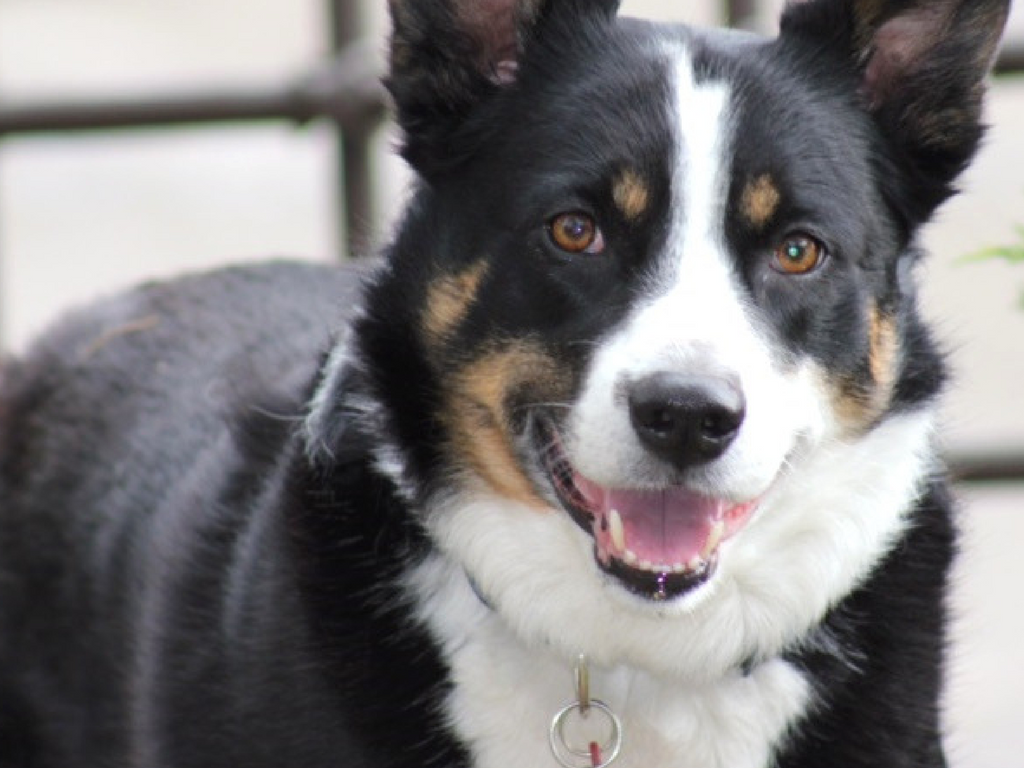 China Dog Transport Bringing and Importing Dogs to China PetRelocation