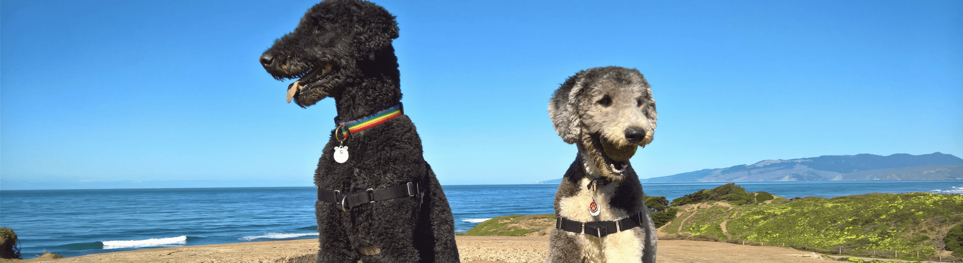 two large dogs relocating to a new home 