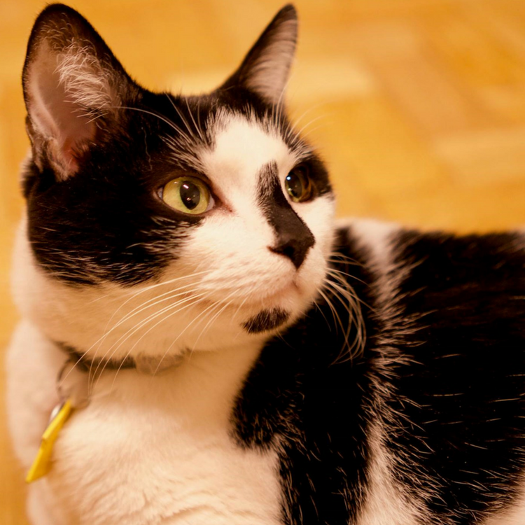 Bringing & Importing Cats to the USA PetRelocation