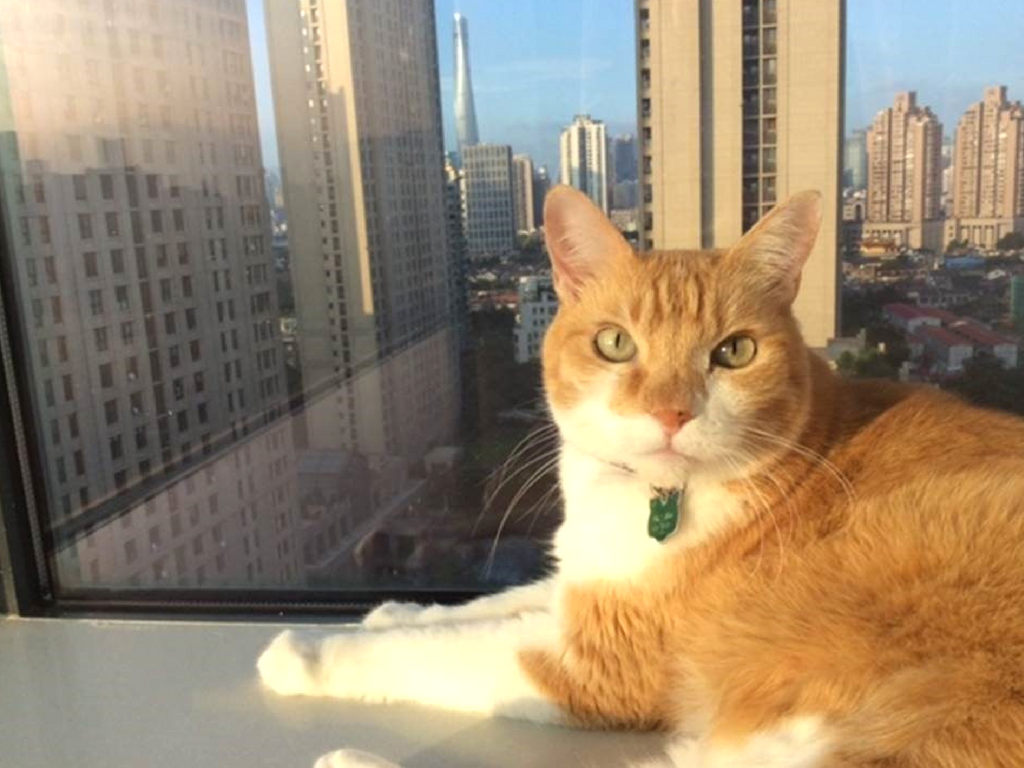 Hong Kong Cat Transport Bringing and Importing Cats to Hong Kong