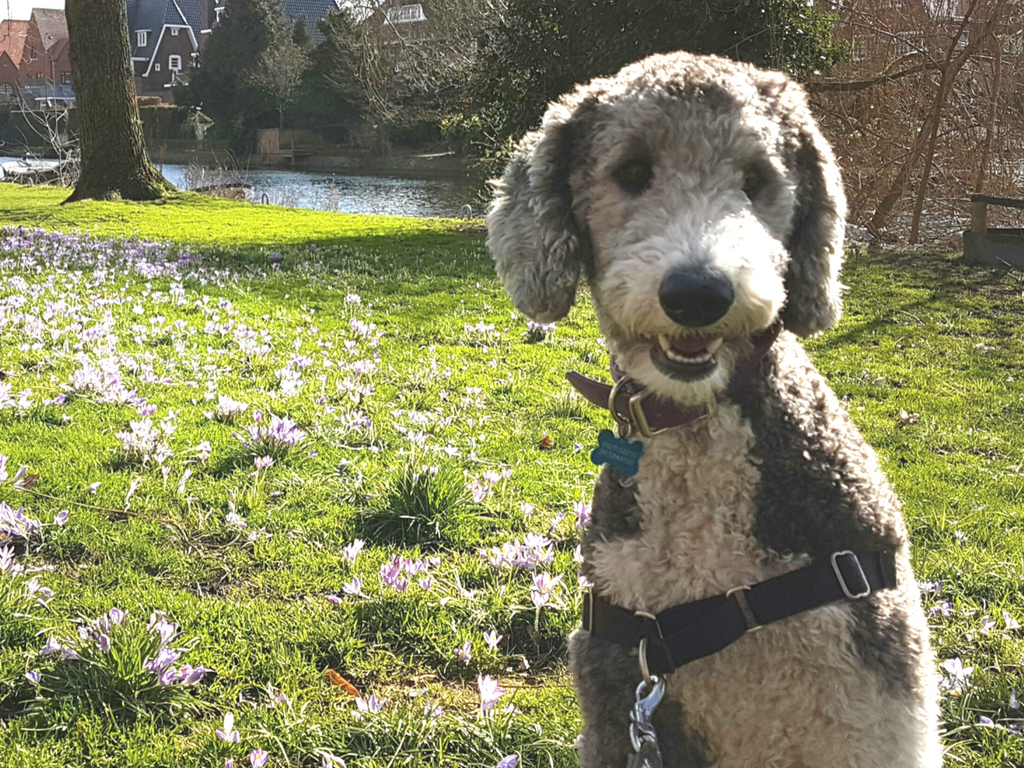 Netherlands Dog Transport Bringing and Importing Dogs to the