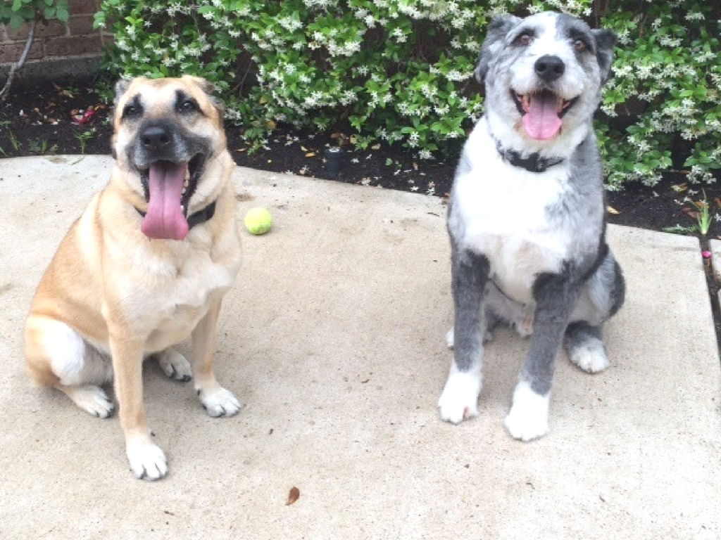 Singapore Dog Transport Bringing and Importing Dogs to Singapore