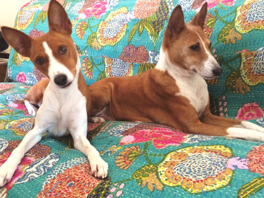 South Africa Dog Transport Bringing and Importing Dogs to South