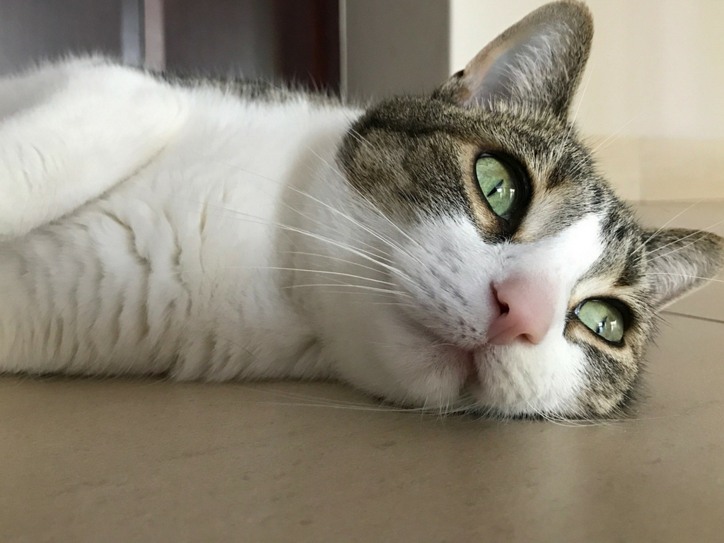 Switzerland Cat Transport Bringing and Importing Cats to Switzerland