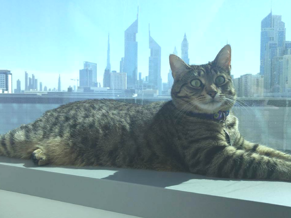 how to travel cat from uae to philippines