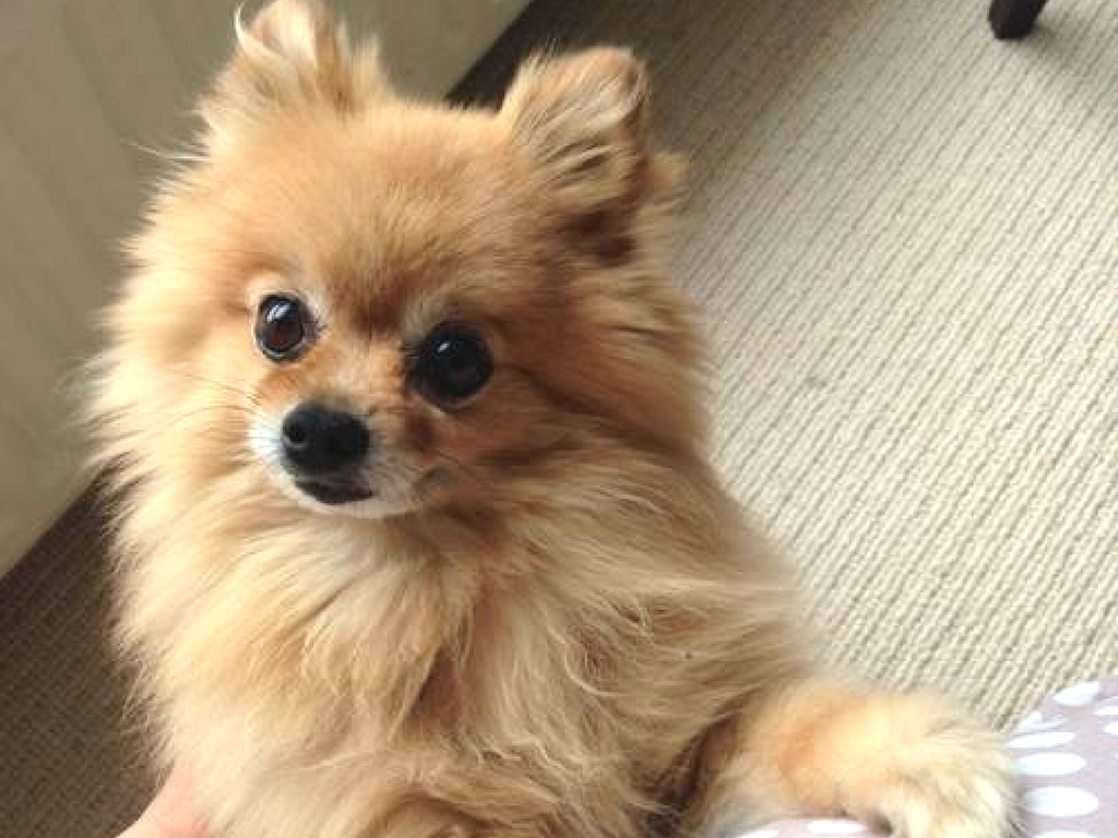 UAE Dog Transport Bringing and Importing Dogs to the UAE PetRelocation