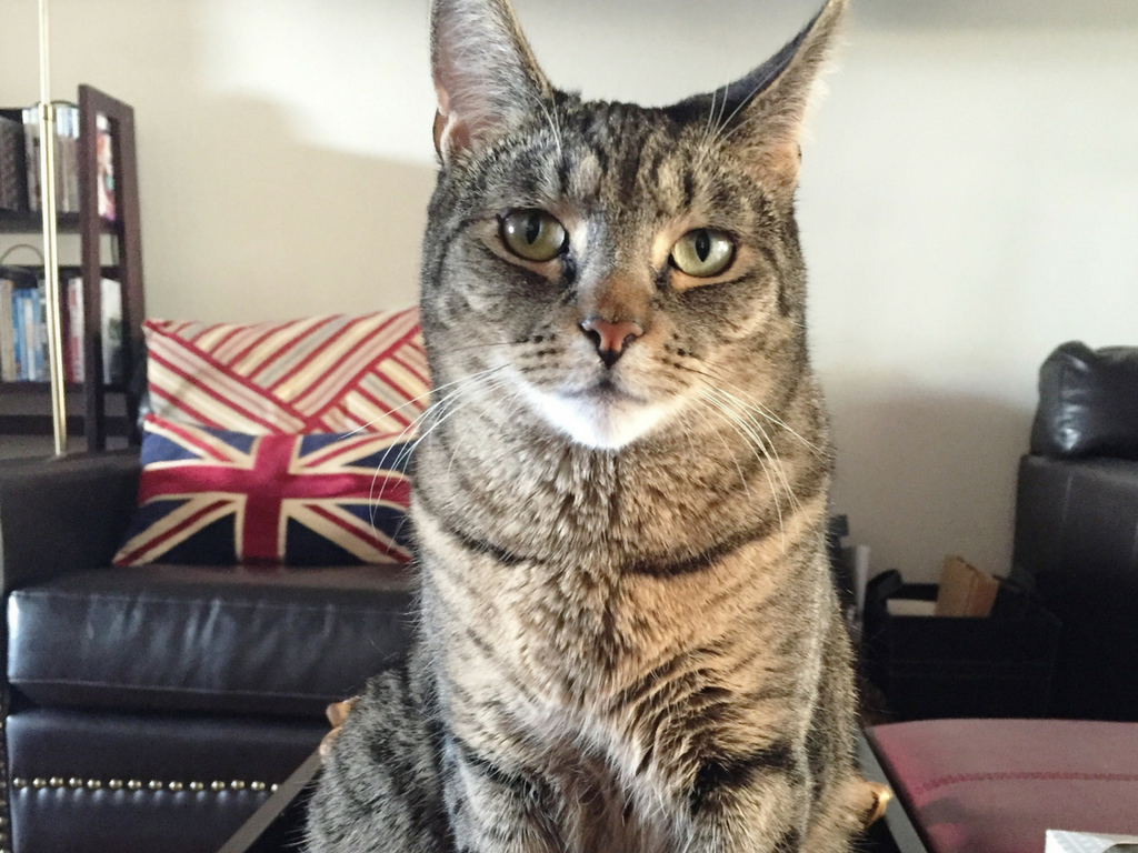 UK Cat Transport Bringing and Importing Cats to the UK PetRelocation