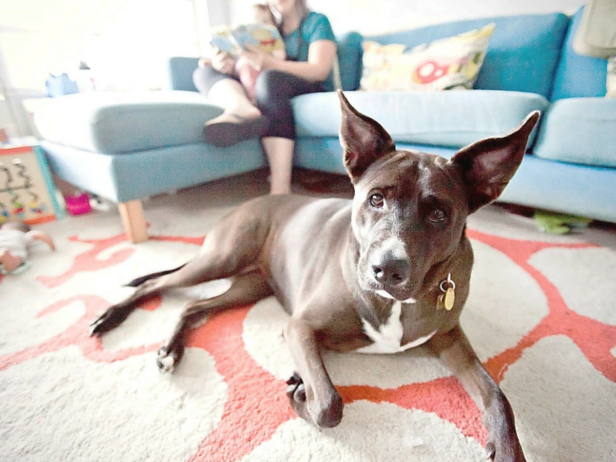 Australia Pet Transport Bringing & Importing Pets to Australia