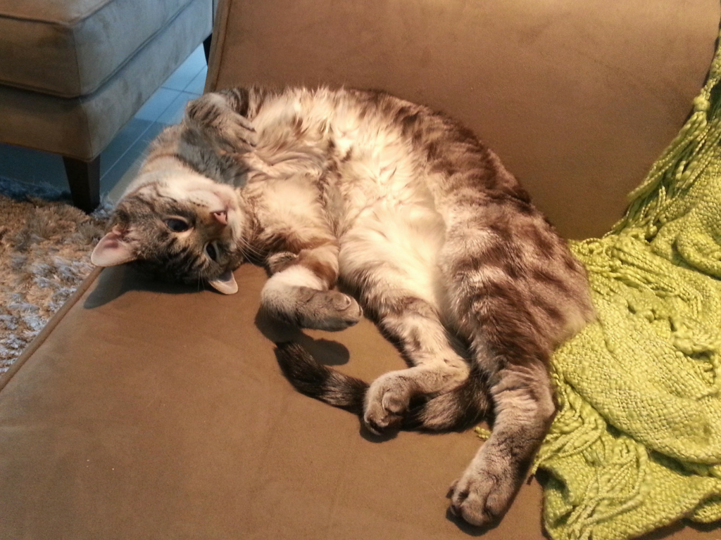 Importing Pets to USA PetRelocation