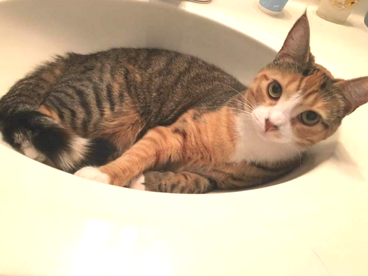 Bringing Dogs and Cats to China From Moving to Importing Pets