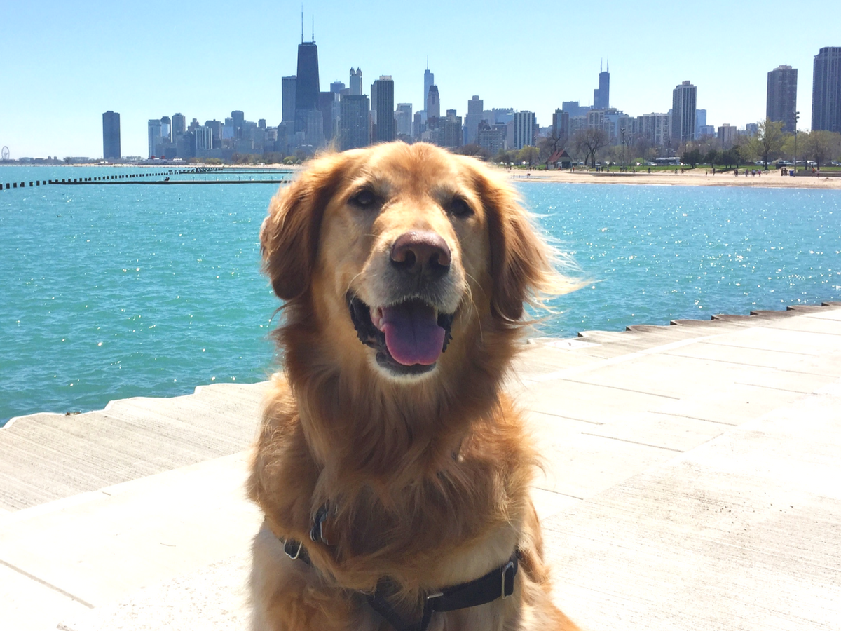 Bringing Dogs and Cats to China From Moving to Importing Pets