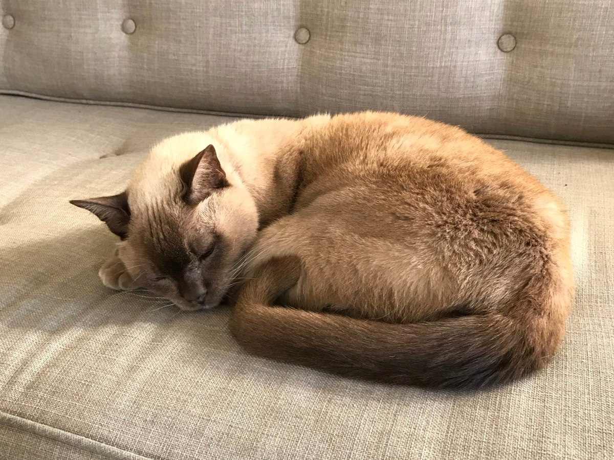 Bringing Dogs and Cats to Singapore From Moving to Importing Pets