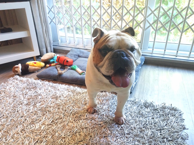 Bringing Dogs and Cats to South Africa Pet Import Guidelines