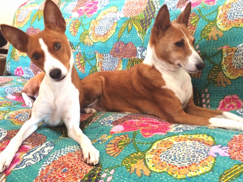 Bringing Dogs and Cats to South Africa Pet Import Guidelines