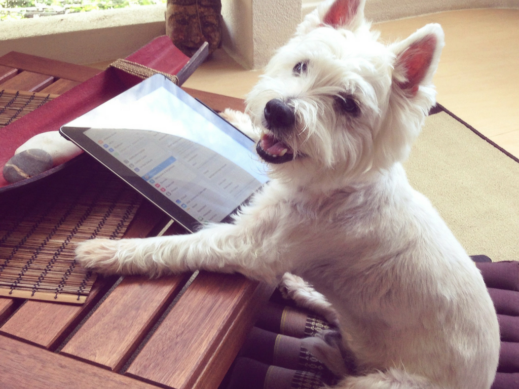 A West Highland Terrier holding an iPad.