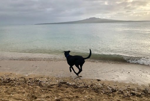 Dog running on the beach.