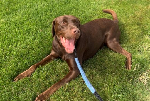 A dog laying on the grass