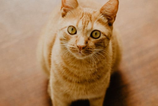 Cat looking into the camera