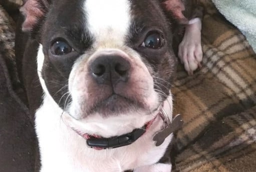 Boston terrier dog