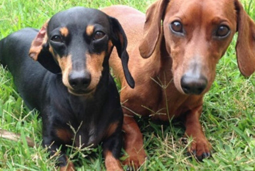 Two Dachshund dogs lying in the grass.