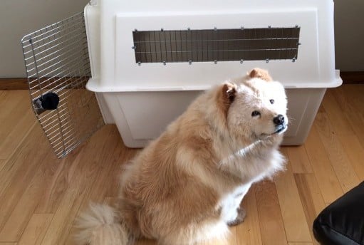 A dog next to a kennel
