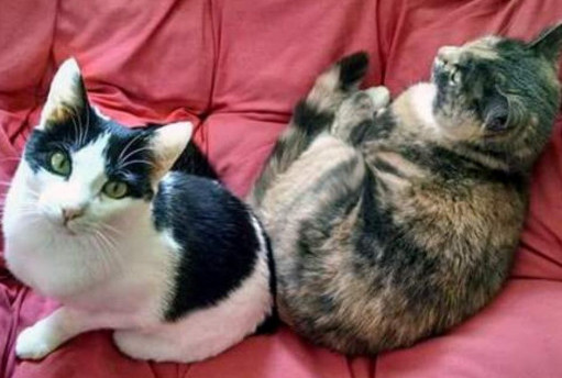 Cats lounging on a bed