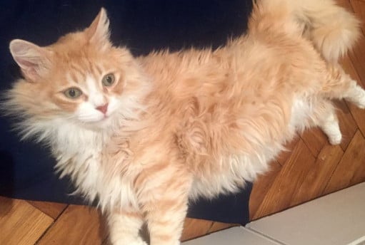 A cat laying on it's side