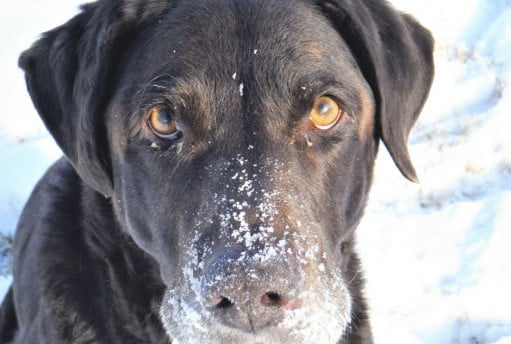 A dog looking into the camera with snow covering his mouth