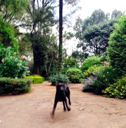 large dog relocates to Kenya 