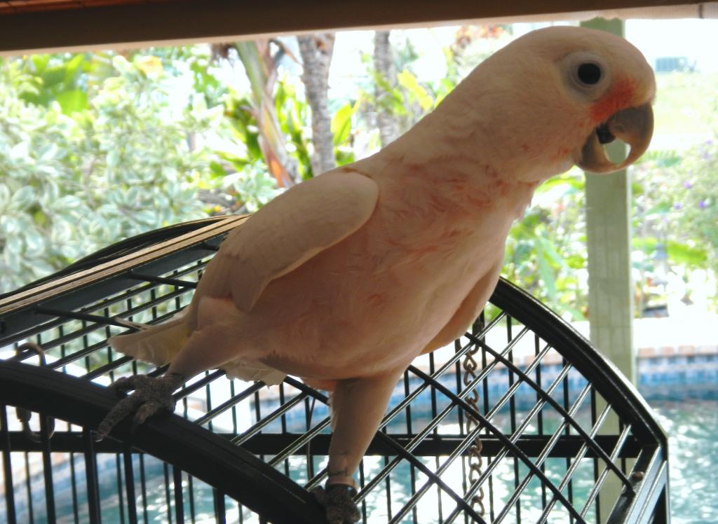 andy the cockatoo