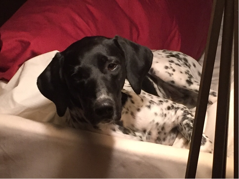 Dog Travel to Belgium: Annie's Move