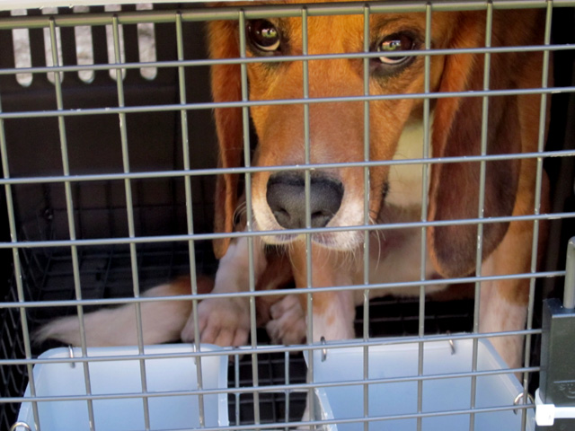 Beagle Freedom Project Rescue 41 Dogs from Spain