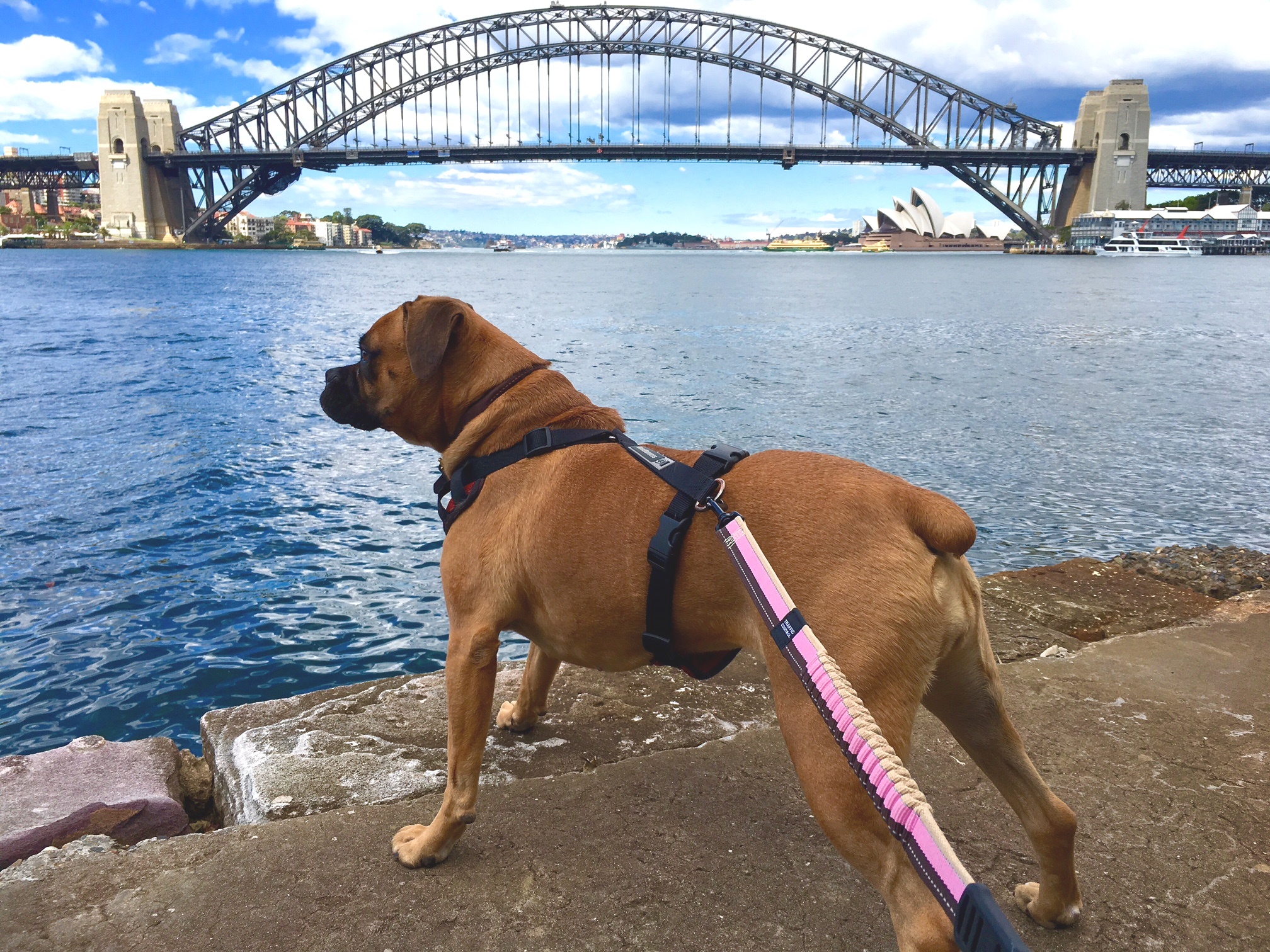 Boxers in Australia pet relocation