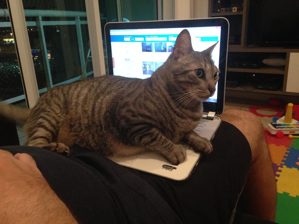 cat on a laptop