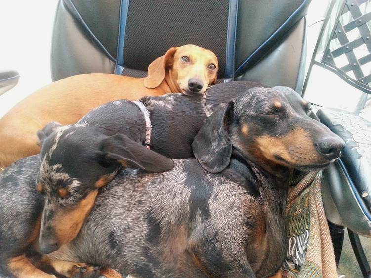 three dachshunds cuddling