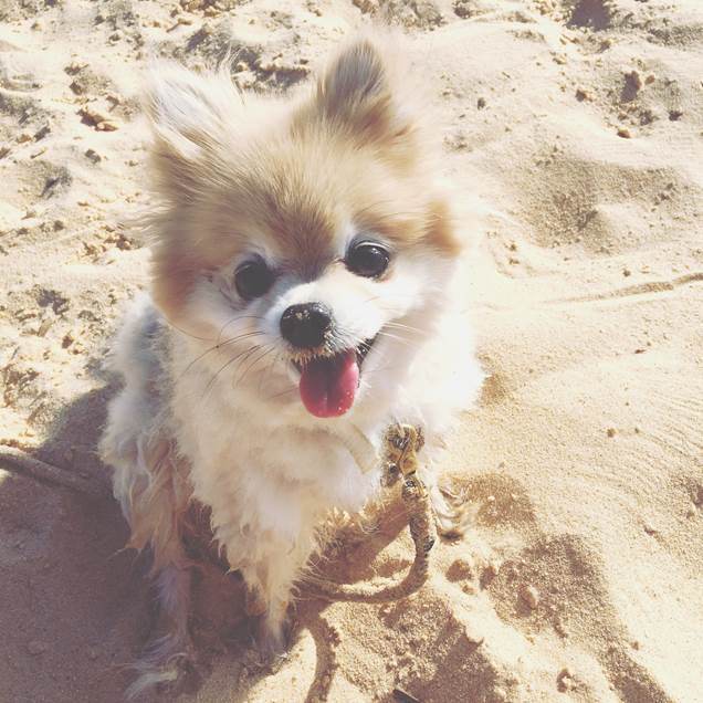 coco on the beach