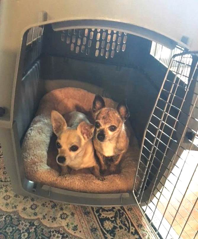 Can two pets fly together in one crate?