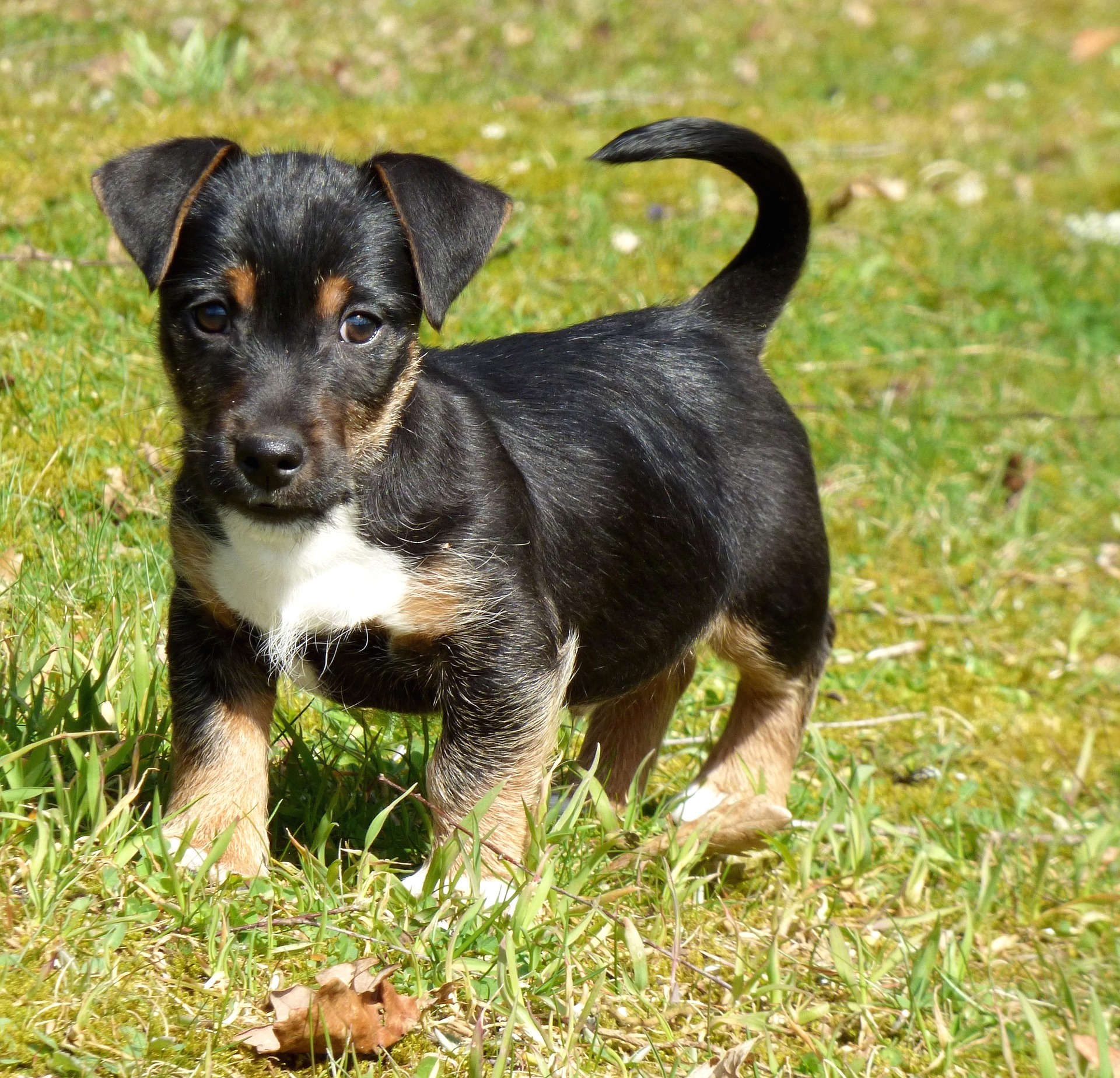 What Are The Age Restrictions For Puppy Travel PetRelocation