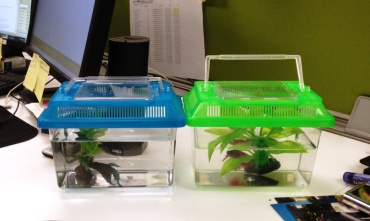 fish on desk