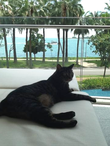 cat lounging near the beach