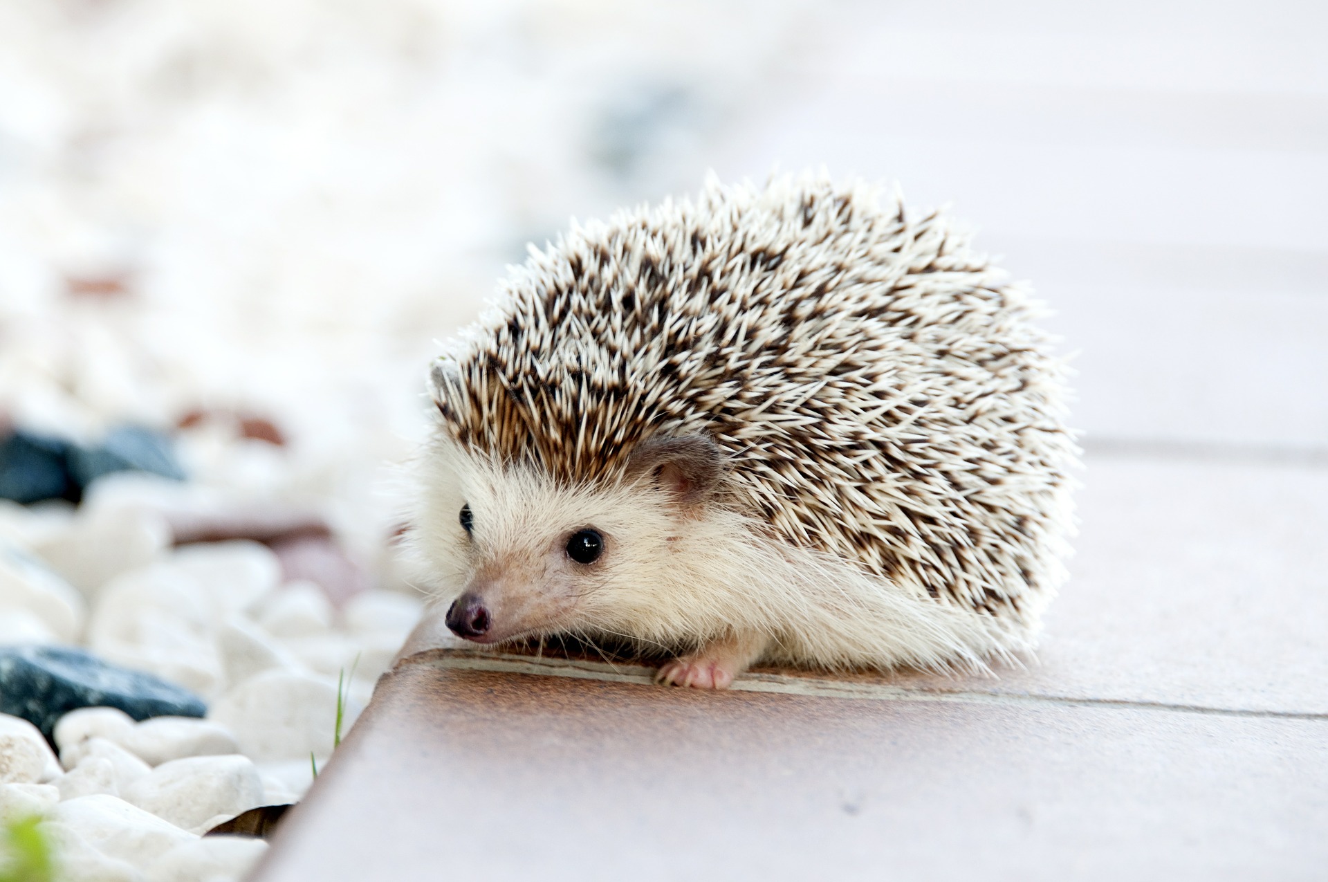 Exotic Pet Transport to the United States | PetRelocation
