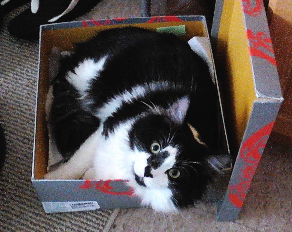 Ike (cat in a box)