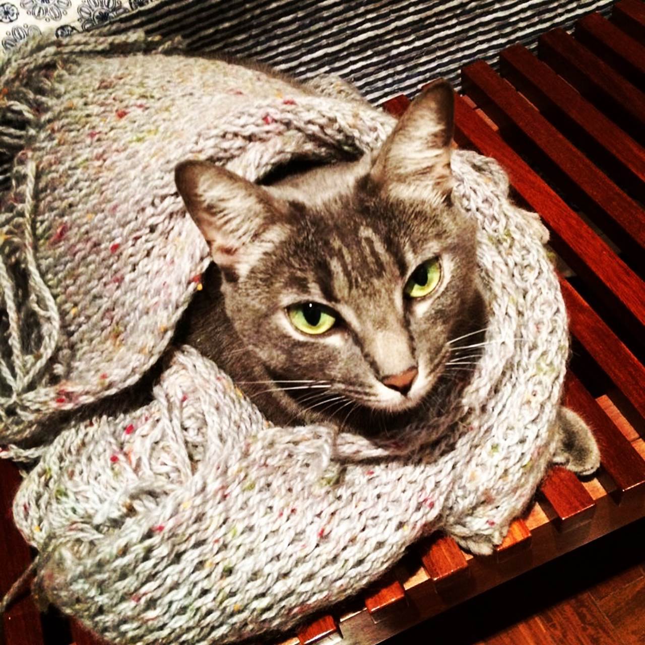 cat with a scarf traveling as manifest cargo